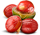 ucuuba-ingredient ucuuba-ingredient