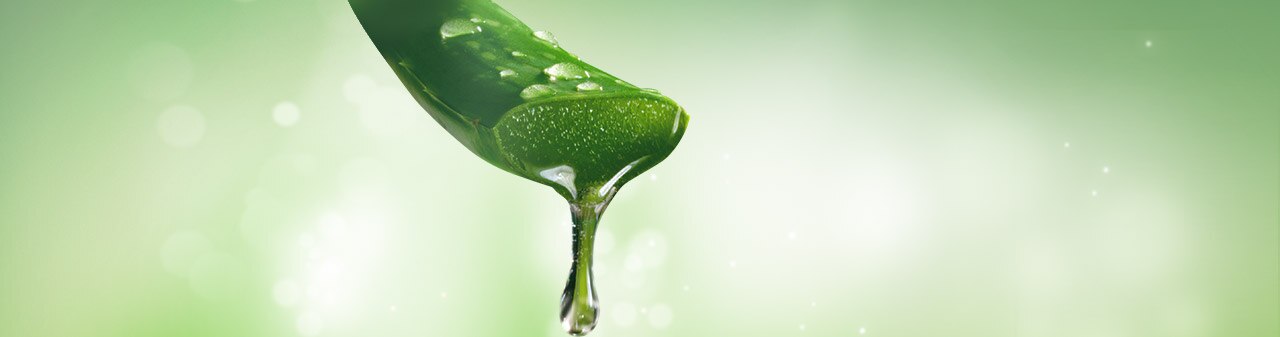 aloe vera main banner aloe vera main banner