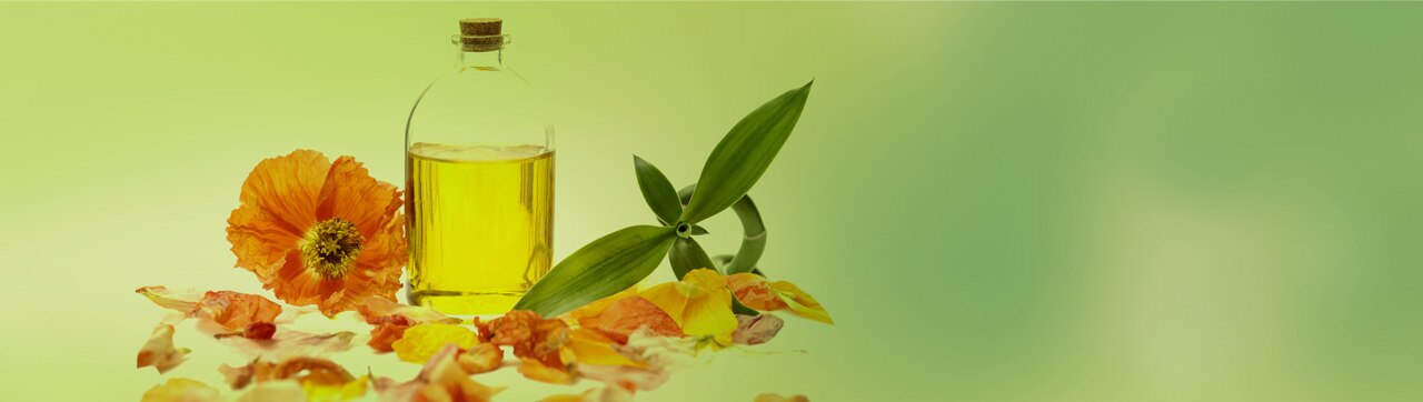 oleo de camelia main banner oleo de camelia main banner
