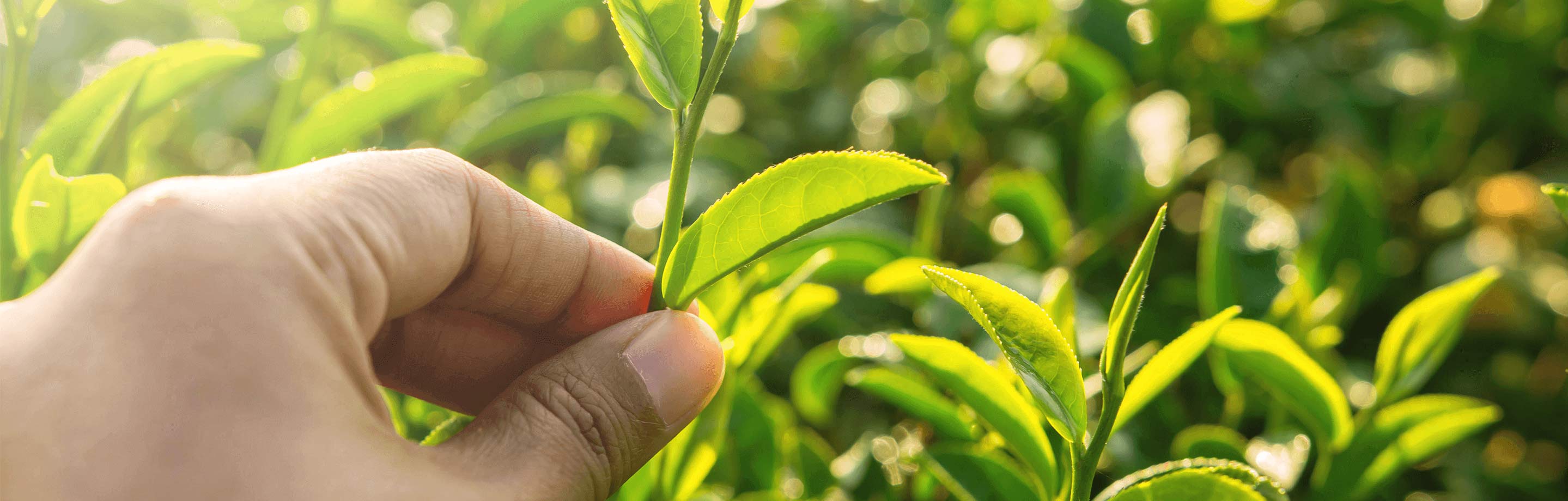 Sustentabilidade e responsabilidade ambiental | Palmolive® Brasil